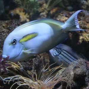 Orange-band Surgeonfish (Acanthurus olivaceus)