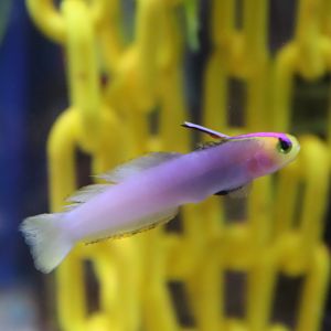 Lavender-blushed Dartfish (Nemateleotris lavandula)