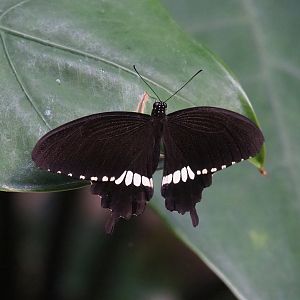 Common Mormon butterfly (Papilio polytes), 2022-08-16