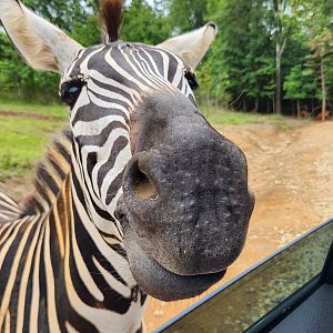 Atlanta Safari Park - Grants Zebra