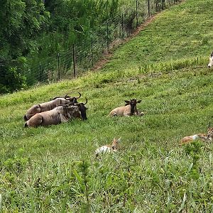 Atlanta Safari Park - Blue wildebeest, scimitar horned oryx, blackbuck