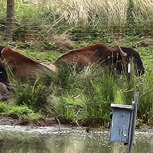 Atlanta Safari Park - Bison