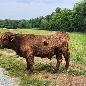 Atlanta Safari Park - Highland cow