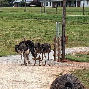 Atlanta Safari Park - Common ostrich