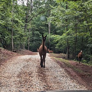 Atlanta Safari Park - Alpaca
