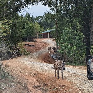 Atlanta Safari Park - Grants zebra