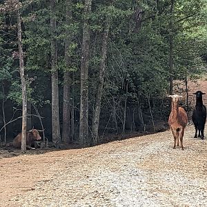 Atlanta Safari Park - Alpaca