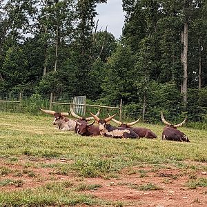 Atlanta Safari Park - Ankole