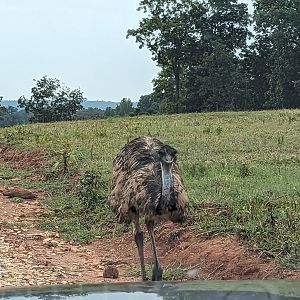 Atlanta Safari Park - Emu