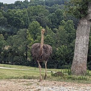 Atlanta Safari Park - Common ostrich