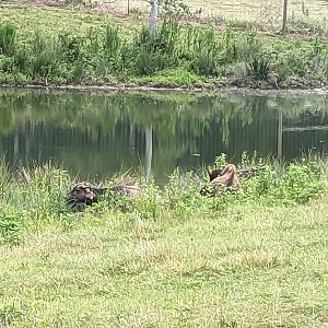 Atlanta Safari Park - Bison and water buffalo