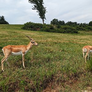 Atlanta Safari Park - Blackbuck