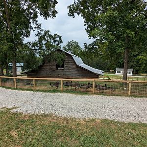 Atlanta Safari Park - Walk through area juvenile emu