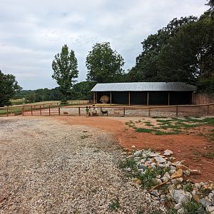 Atlanta Safari Park - Walk through area goats and pigs