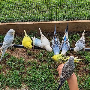 Atlanta Safari Park - Walk through area budgie aviary