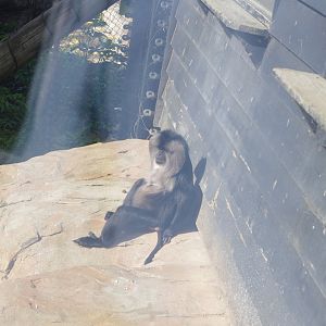 Sunbathing Lion tailed Macaque- 2/6/2023