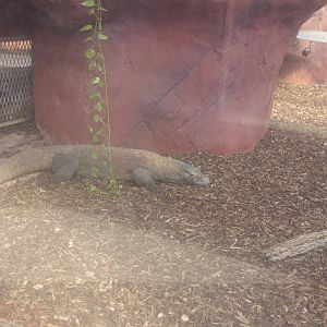Komodo Dragon- 2/6/2023