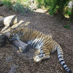 Anoushka- Amur Tiger- 2/6/2023