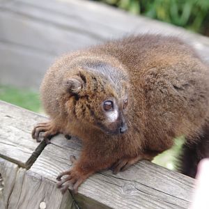 Red bellied Lemur- 2/6/2023