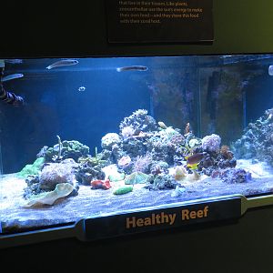 Healthy Reef Tank