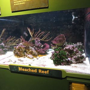 Bleached Reef Tank