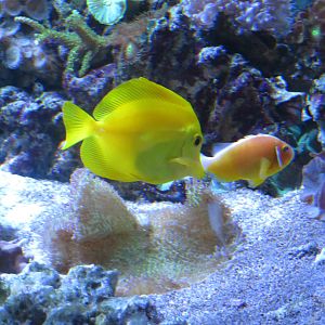 Yellow Tang and Pink Skunk Clownfish