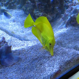 Yellow Tang