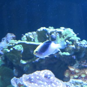 Rolland's Demoiselle