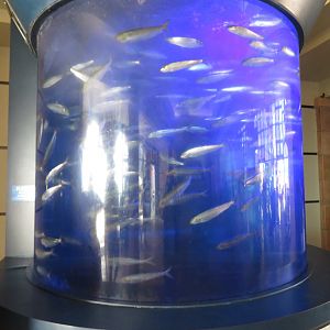 Pacific Sardine Tank