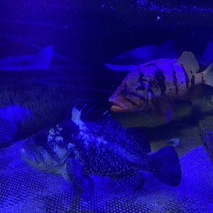 China Rockfish and Tiger Rockfish