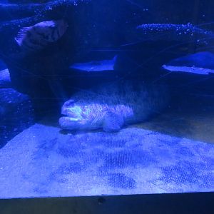 Wolf Eel