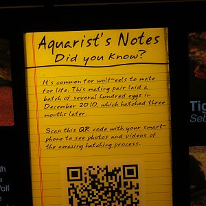 Wolf Eel Breeding Signage