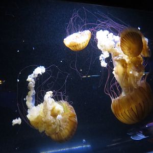 Pacific Sea Nettles