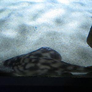 Banded Guitarfish