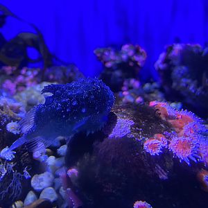 Pacific Spiny Lumpsucker