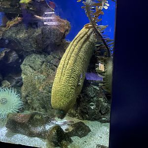 California Moray