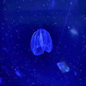 Warty Comb Jelly