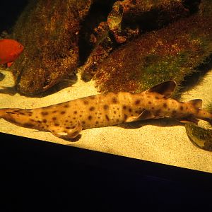 Swell Shark and Garibaldi