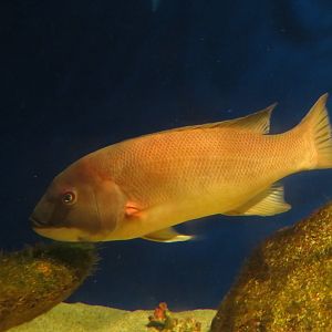 California Sheephead