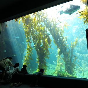 Giant Kelp Forest