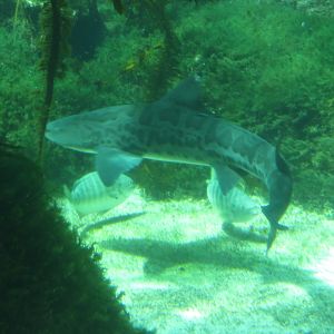 Leopard Shark