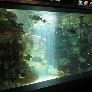 Indo-Pacific Reef Tank