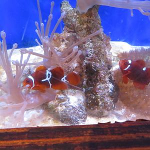 Maroon Clownfish