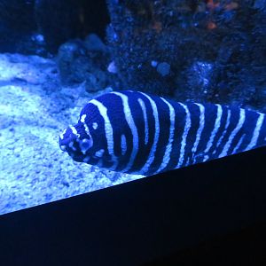Zebra Moray