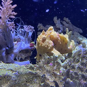 Warty Frogfish