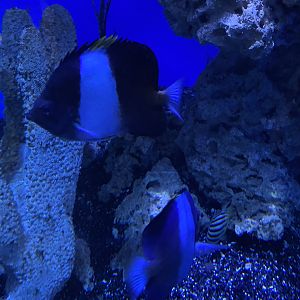 Black Pyramid Butterflyfish