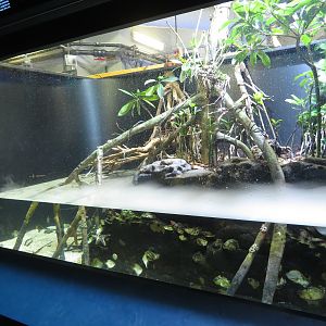 Mangrove Tank