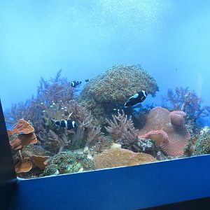 Saddleback Clownfish