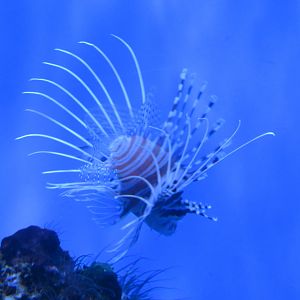 Red Lionfish