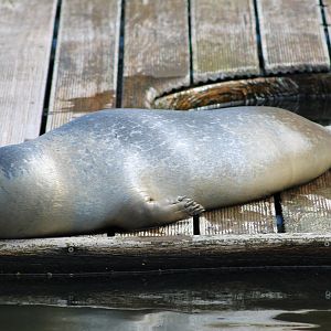 Harbour seal